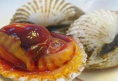 饶平大澳珠蚶:潮州饶平县农特产海产品大澳泥蚶珠蚶(2)